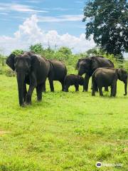 Udawalawe Safari Jeep Tours