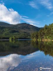 Bosque de Rothiemurchus