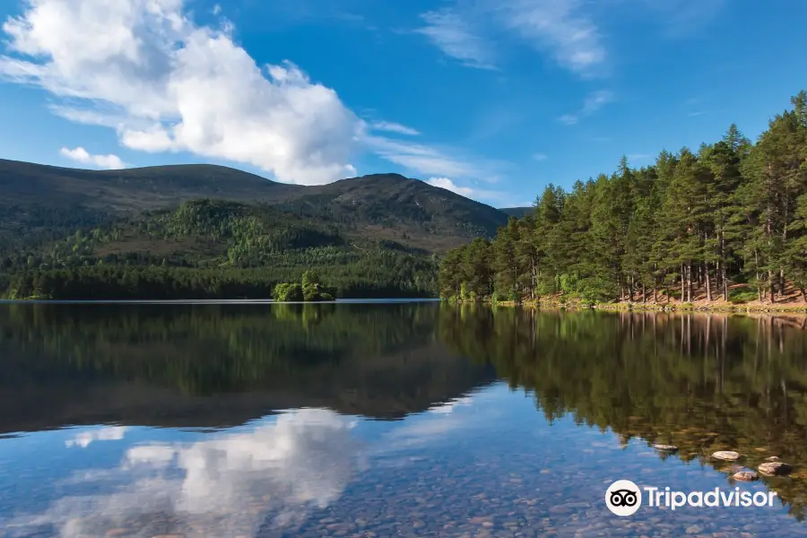 Bosque de Rothiemurchus