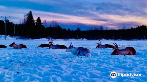 Ounaskievari Reindeer Farm