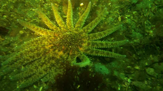 Edmonds Underwater Park