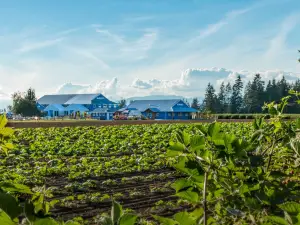 Krause Berry Farms & Estate Winery