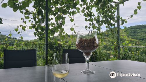 Vina Povh | Wines Povh