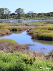 Whakatane River Walk