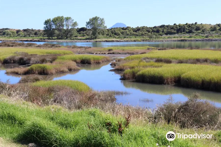 Whakatane River Walk