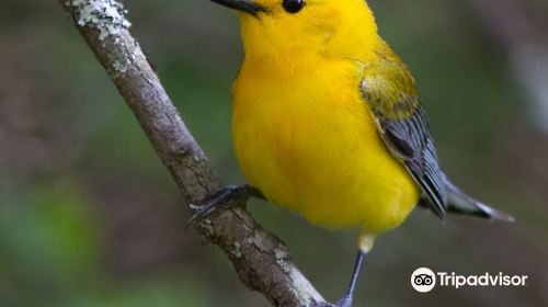 Great Dismal Swamp National Wildlife Refuge