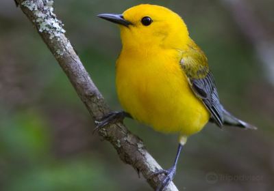 Great Dismal Swamp National Wildlife Refuge