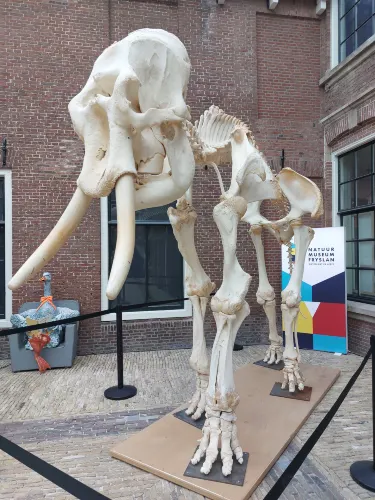 Natuurmuseum Fryslan