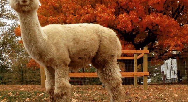 Sundrop Alpacas