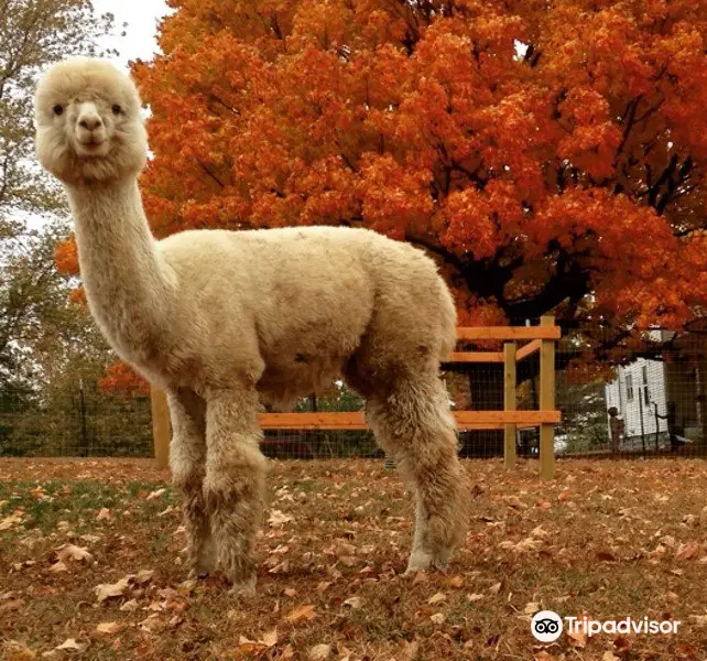 Sundrop Alpacas