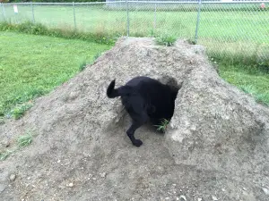 Shaker Field Dog Park