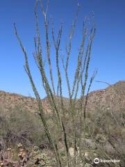 Wild Burro Trail