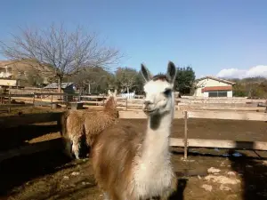 Ferme Zoo de Bouzigues