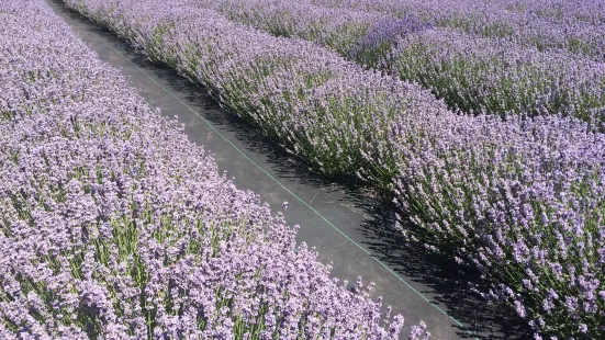 Evening Light Lavender Farm