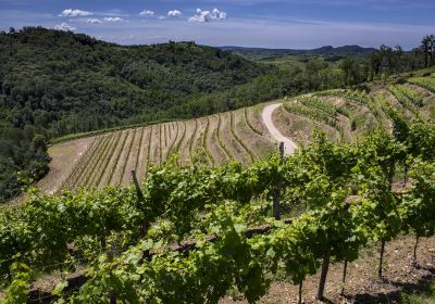 Tenuta Stella