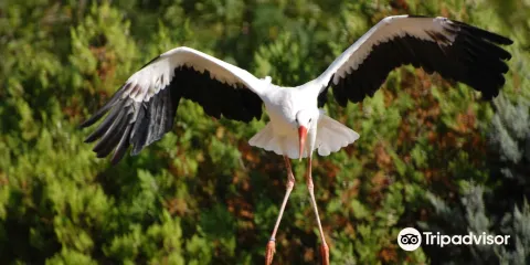 Le Jardin Aux Oiseaux
