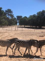 Badoca Safari Park