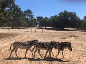 Badoca Safari Park