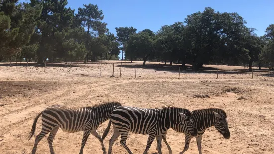 Badoca Safari Park