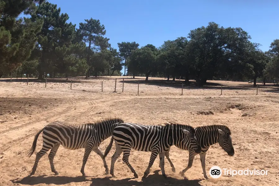 Badoca Safari Park