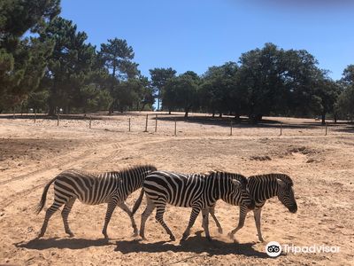 Badoca Safari Park