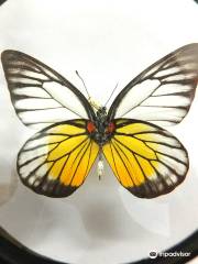 Arthropoda - Butterfly Museum