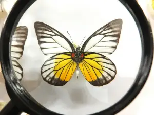 Arthropoda - Butterfly Museum