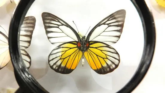 Arthropoda - Butterfly Museum