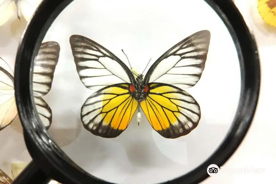 Butterfly arthropods