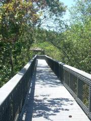 Tall Cypress Natural Area