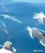 Dolphin Safari Gibraltar dolphins