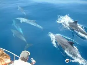 Dolphin Safari Gibraltar dolphins