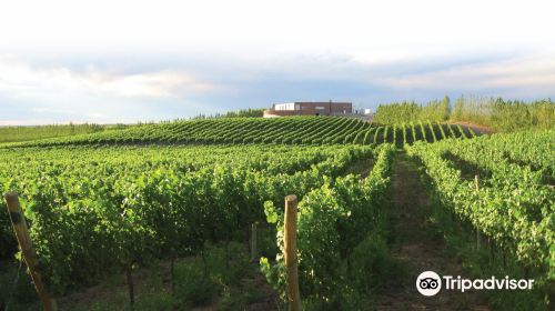 Bodega Secreto Patagonico