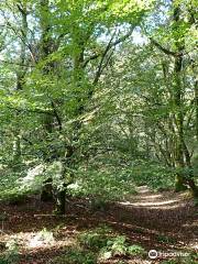 Savernake Forest