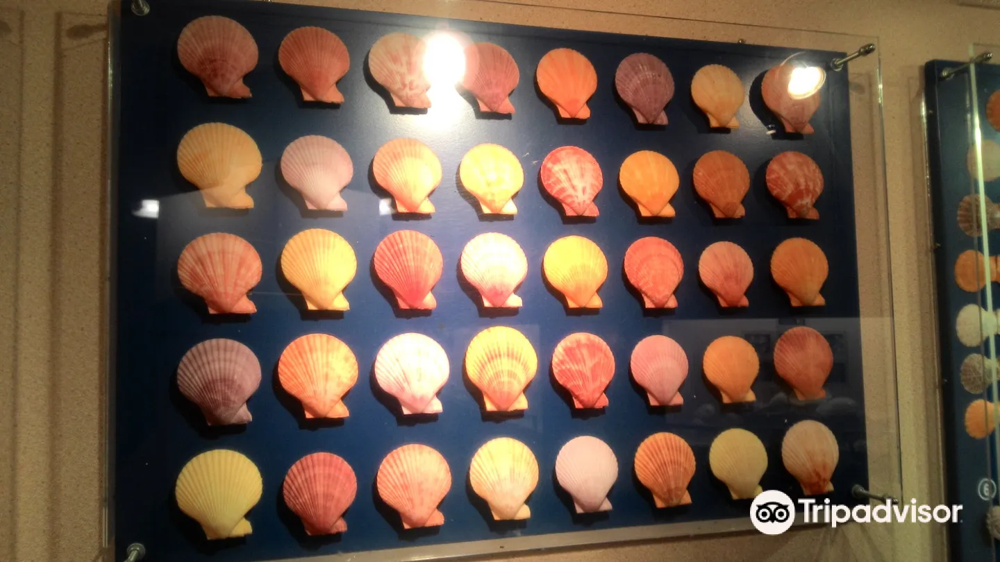 5_普吉貝殼博物館