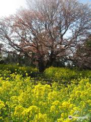 Obyo Cherry Blossom