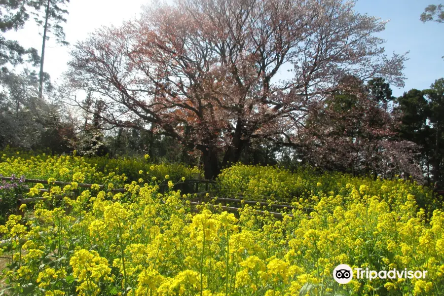 大俵桜