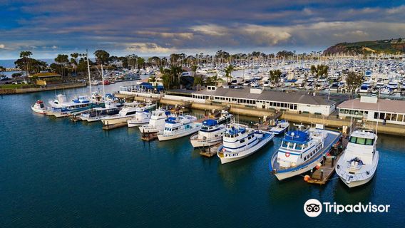 Dana Wharf Sportfishing & Whale Watching Dana Point