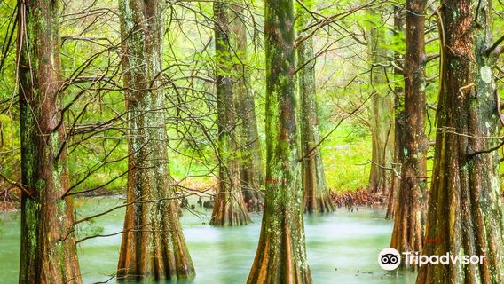 Sasaguri Forest of Kyushu University
