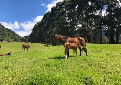 Haras Cerro Punta