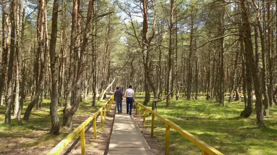 Dancing Forest