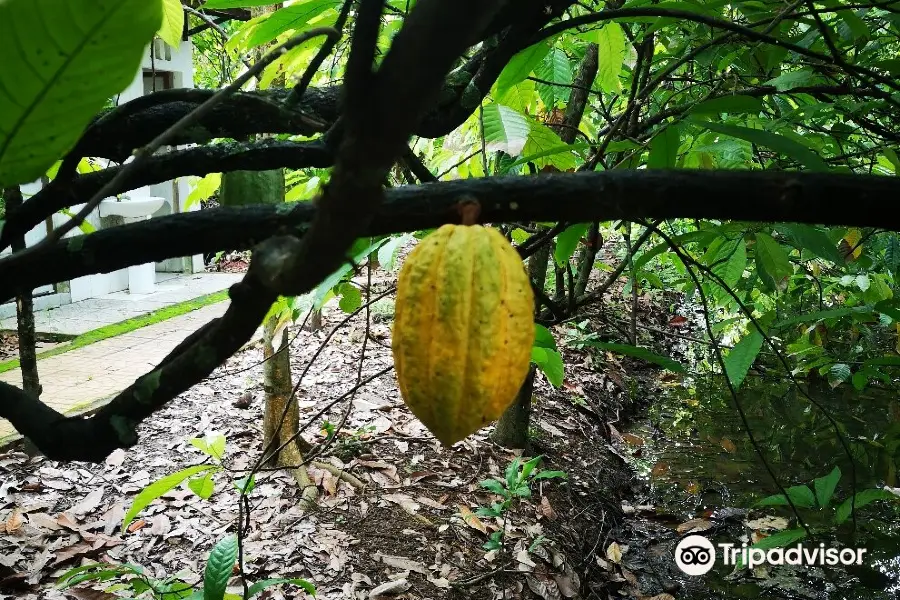 Muoi Cuong Cocoa Farm