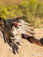 The Peregrine Fund's World Center For Birds of Prey