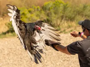 The Peregrine Fund's World Center For Birds of Prey