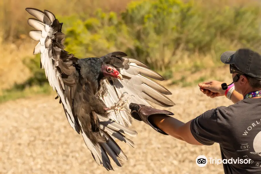 The Peregrine Fund's World Center For Birds of Prey