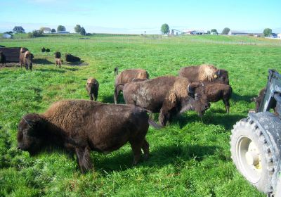 La Bisonnière