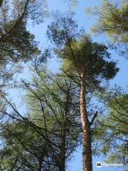 Portumna Forest Park