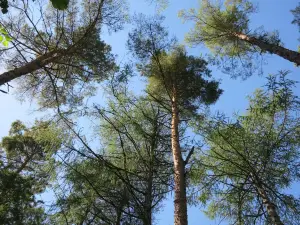 Portumna Forest Park