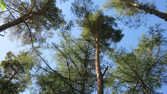 Portumna Forest Park