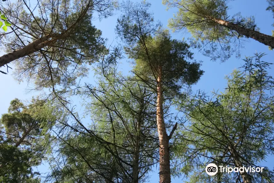 Portumna Forest Park